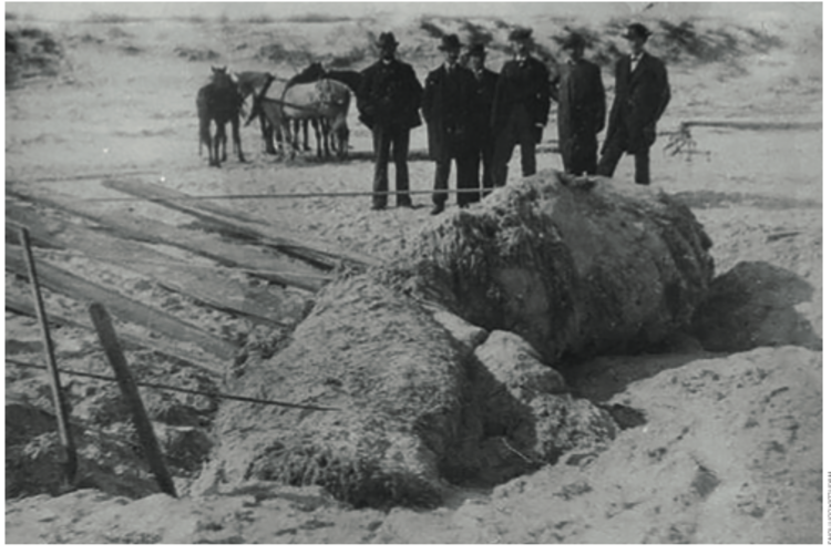 Globsters: the strange 'beasts' found on beaches