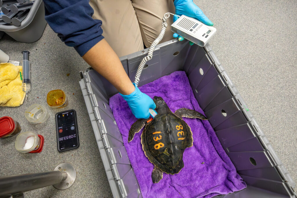 Each turtle that enters the New England Aquarium sea turtle hospital has a number painted on its shell for identification purposes. Credit: Vanessa Kahn/New England Aquarium