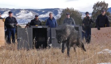 Copper Creek wolf returned to Grand County after entering New Mexico