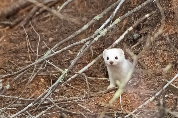 An ermine looks out from a burrow under the roots of a spruce tree in Sax Zim Bog, Minnesota. (Photo courtesy of Dawn Wilson Photography)