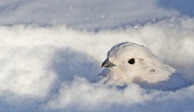 Four animals turn white in the winter to match their snowy surroundings