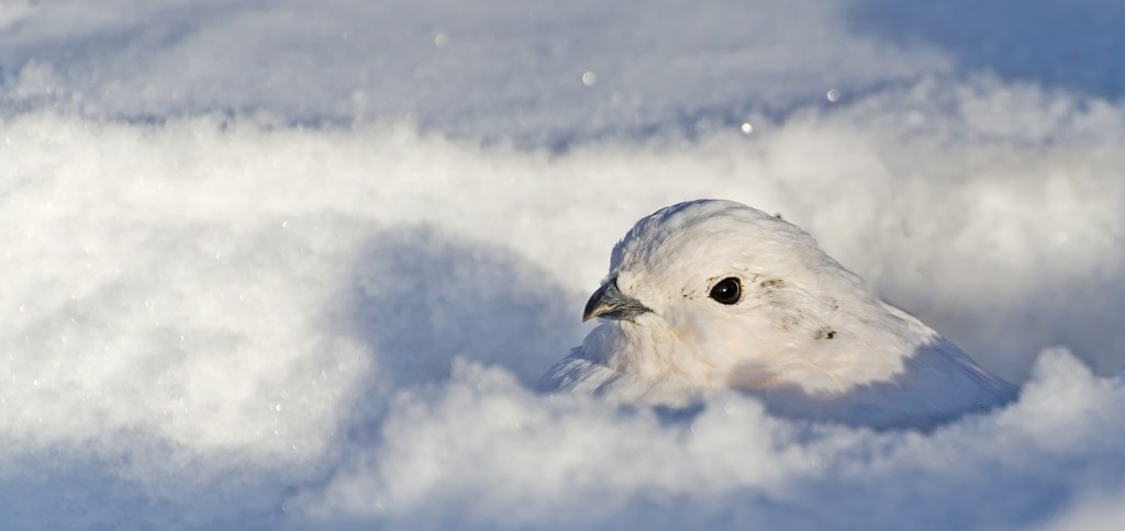 Four animals turn white in the winter to match their snowy surroundings