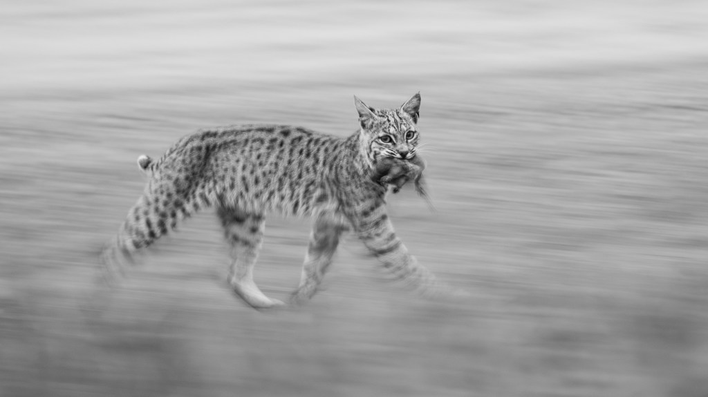 Sonoma Valley teen wins pair of prestigious wildlife photography awards