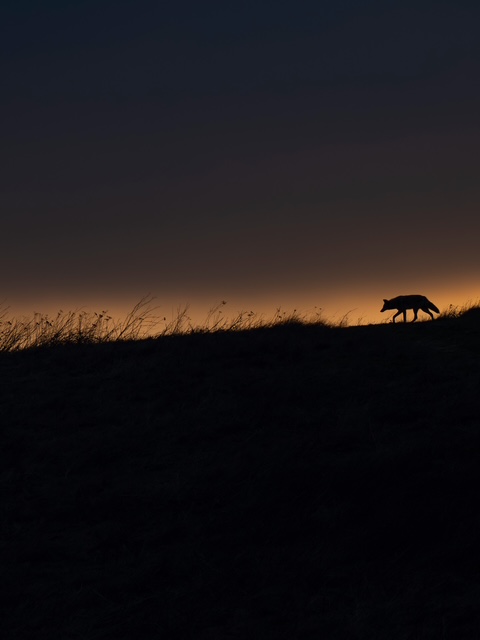 This photo of a coyote at sunset was taken by Leo Dale at Point Reyes National Seashore in late 2024. The photo earned Dale first place in "young photographer's" division of the National Wildlife Federation's annual wilderness photography contest. (Leo Dale)