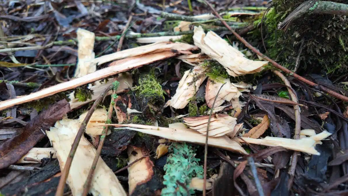 Telltale Chips Of Wood Gave Away The Lone Beaver’s Presence At Pensthorpe Nature Reserve
