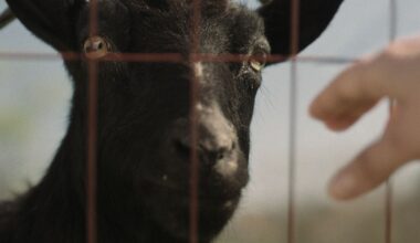 'The Confession' Trailer - Pied Piper Horror Movie Hits Digital Next Month