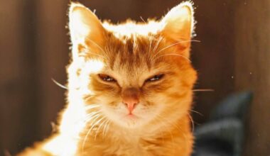 This Unsettling Connection Between Cats And Brain Health Is Backed By Decades Of Data