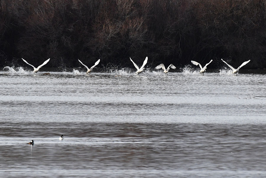 Trumpeters taking off from the water, can be heard more than a quarter of a mile away as their wings beat the water as they take off.