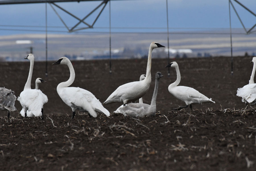 Trumpeters feeding in a harvested potato field.