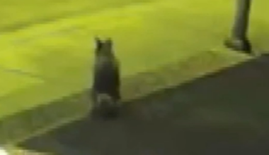 Coyote pack circle, leave territorial ‘mark’ on Las Vegas Valley homeowner’s lawn