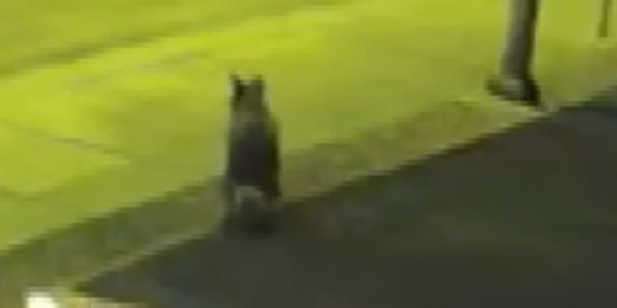 Coyote pack circle, leave territorial ‘mark’ on Las Vegas Valley homeowner’s lawn