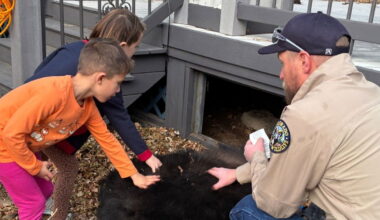 Bear relocated from Colorado Springs home after attempting to hibernate under deck