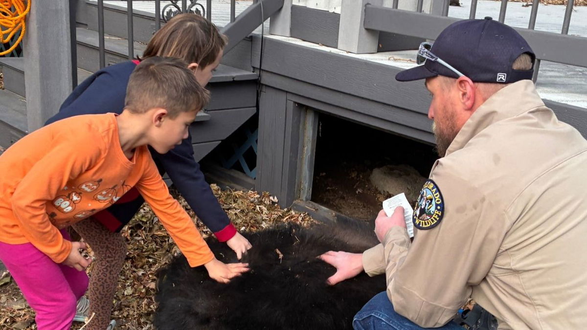 Bear relocated from Colorado Springs home after attempting to hibernate under deck