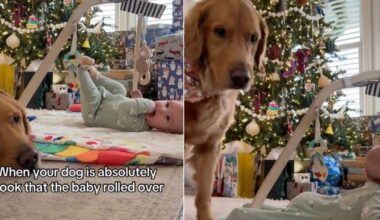 Golden Retriever Is 'Absolutely Shook' When Little Baby Does This