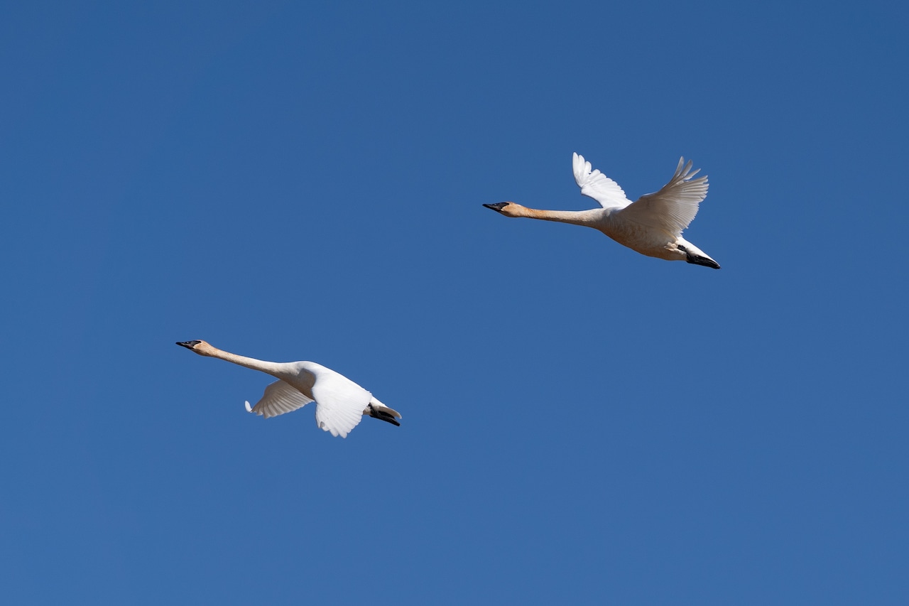 Guided nature hike at Shiawassee National Wildlife Refuge