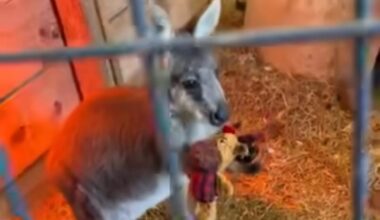 Watch: Wallaby escapes New Jersey sanctuary, visits Walmart