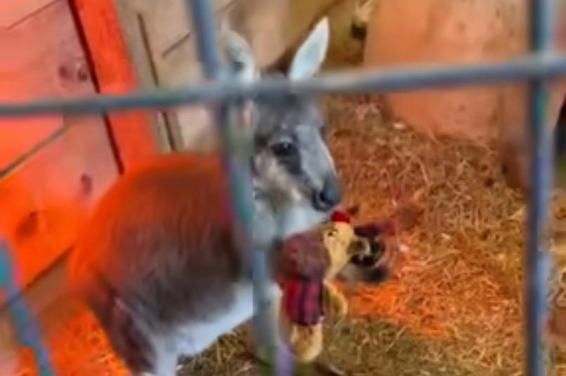 Watch: Wallaby escapes New Jersey sanctuary, visits Walmart