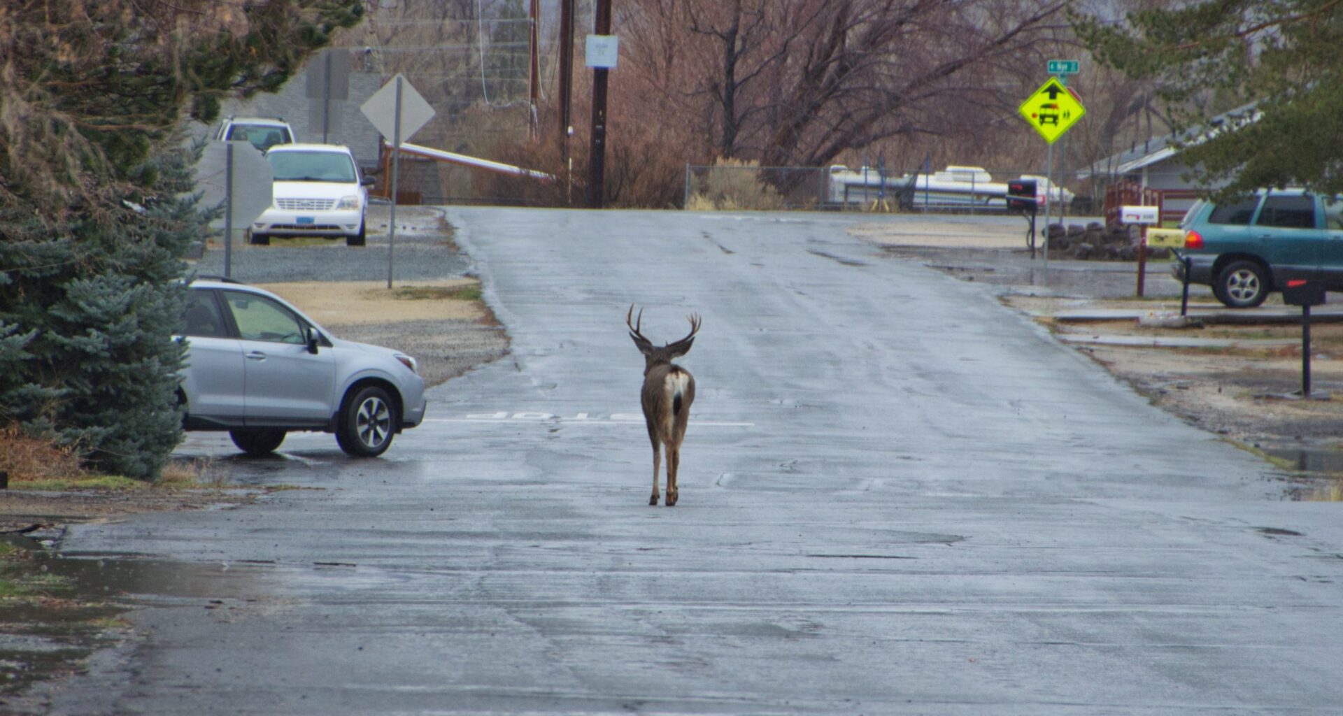 Photo: Watch for wildlife this winter