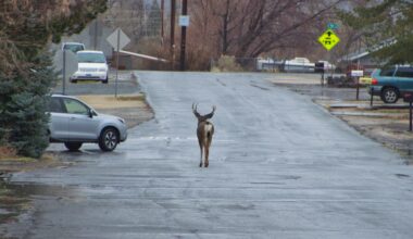 Photo: Watch for wildlife this winter
