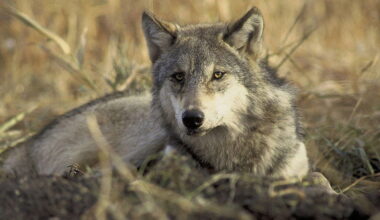 Delisting debate: Trump administration pushes to remove gray wolves from Endangered Species Act protections