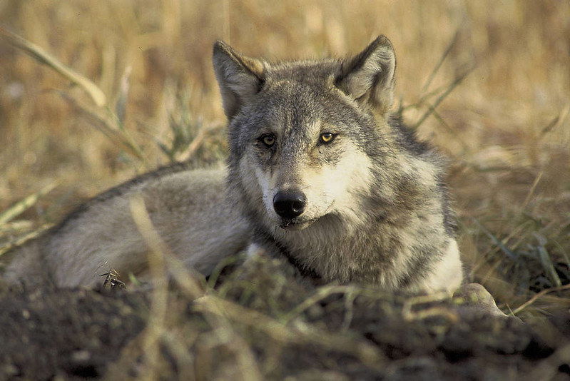 Delisting debate: Trump administration pushes to remove gray wolves from Endangered Species Act protections