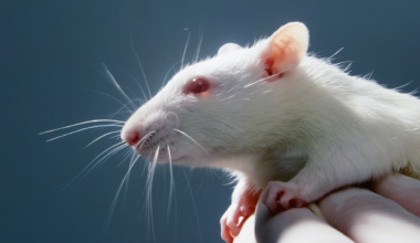 The Very Human Stressor That Causes Rats to Seek Out Weed, Too