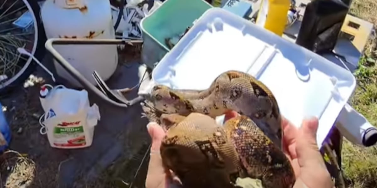 Boa removed from Venice back yard