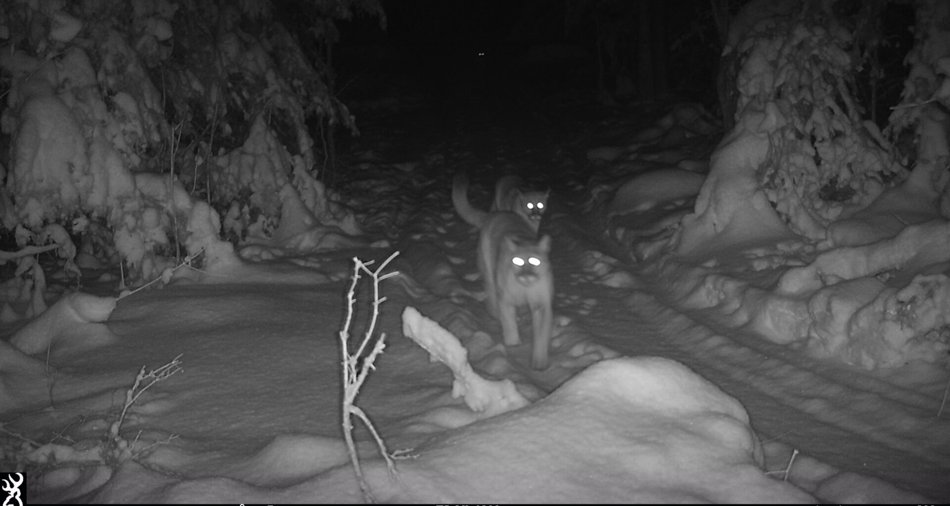 Endangered cougar family spotted in Michigan, marking conservation milestone – 910News.com