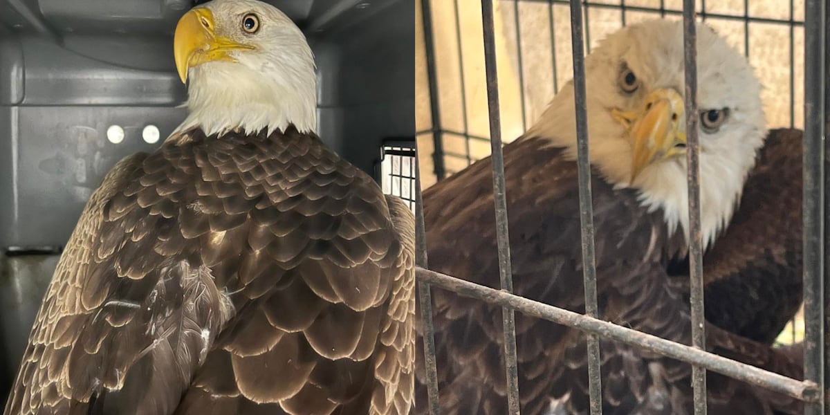 Wild at Heart Rescue takes in 2 bald eagles on Christmas Day