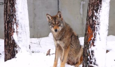 Reports of uptick in grey wolves in J. Clark Salyer Wildlife Refuge