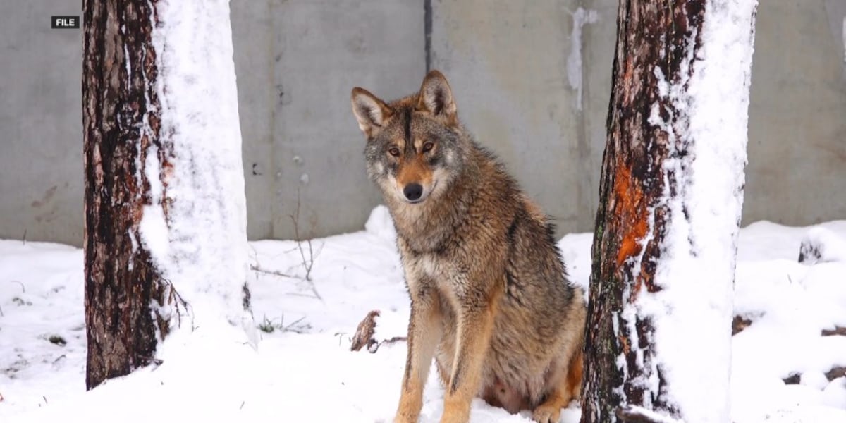 Reports of uptick in grey wolves in J. Clark Salyer Wildlife Refuge