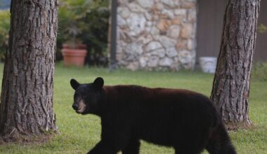 Florida’s rare and controversial black bear hunt kills 52 - Tampa Bay Times