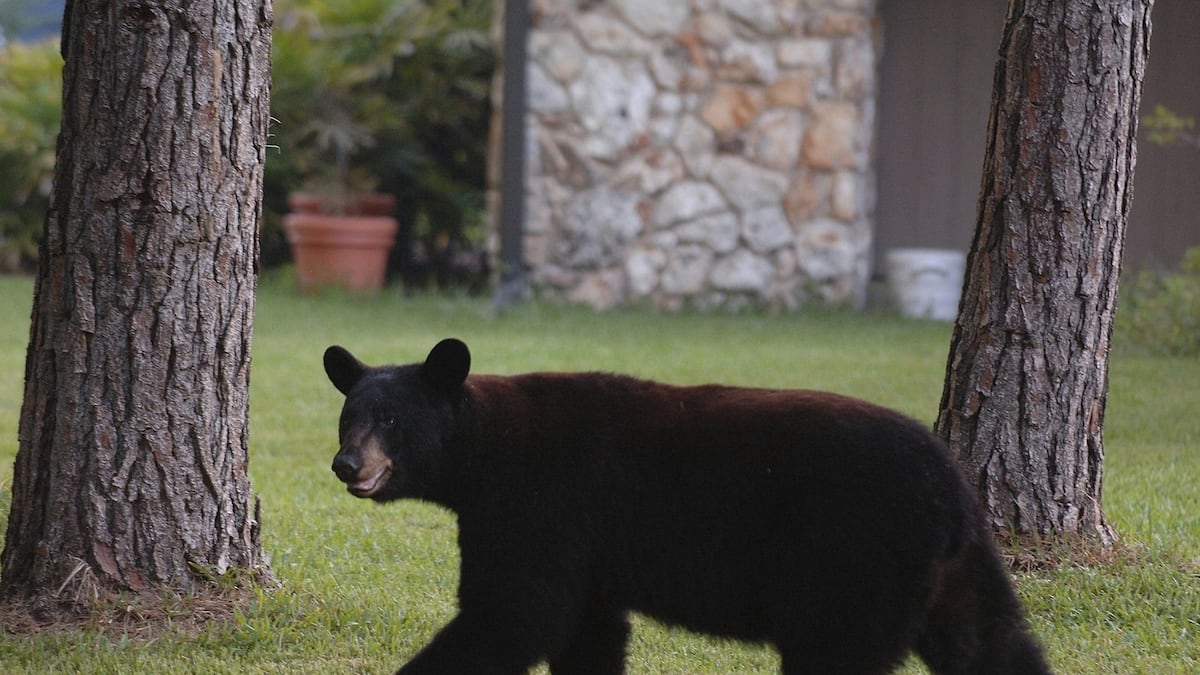 Florida’s rare and controversial black bear hunt kills 52 - Tampa Bay Times
