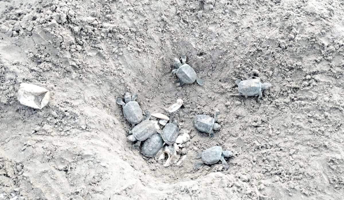 A Decade Long Conservation Effort Brings One Of The World’s Rarest Freshwater Turtles Back From The Edge Of Extinction.