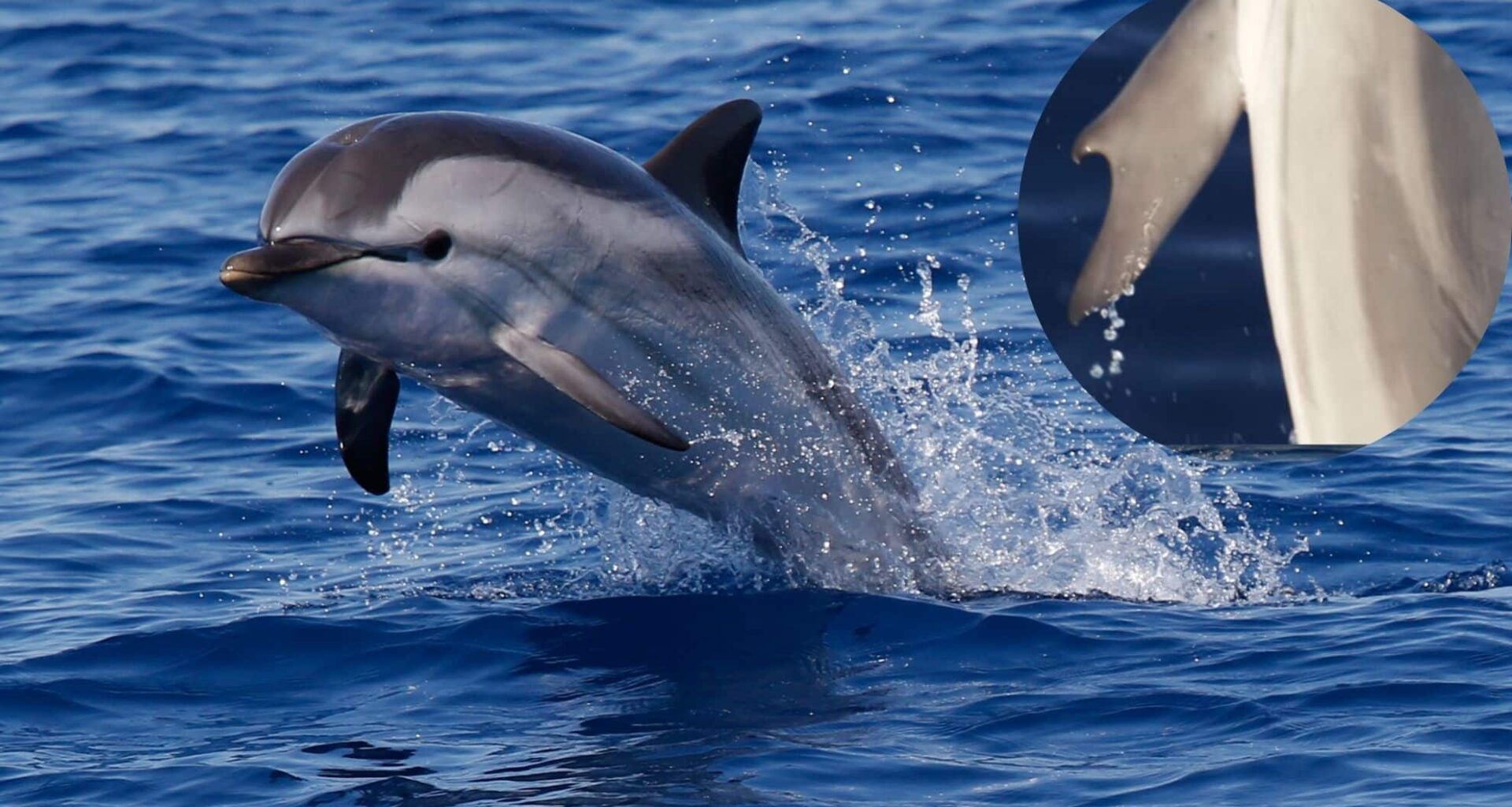 A Striped Dolphin (stenella Coeruleoalba) With Hooked Thumbs