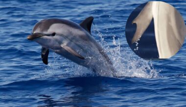 A Striped Dolphin (stenella Coeruleoalba) With Hooked Thumbs