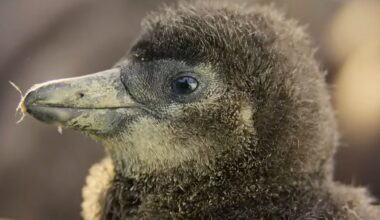 Watch Cute Baby Penguins Learn to Interact In Nursery on Apple TV Wildlife Series