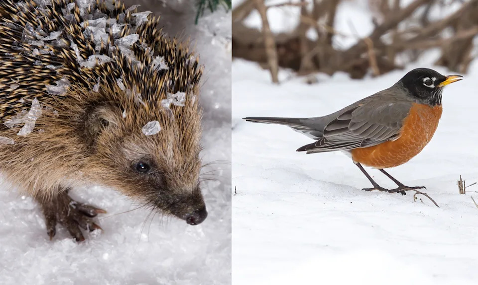 Hedgehog and robin in snow