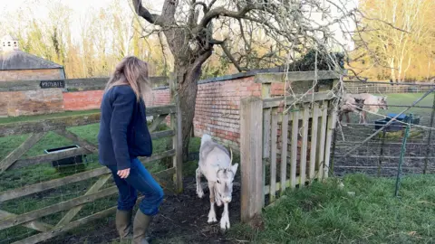 Lars the light-coloured reindeer walking through a wooden gate outside, which has been held open by his owner.