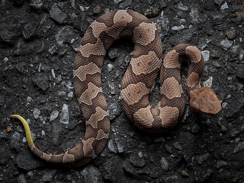 Top-down view showcasing the copperhead's beautiful scale pattern.