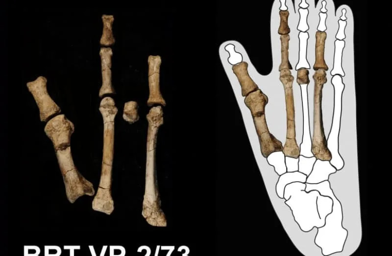 AN UNDATED illustration shows the 3.4 million-year-old bones of the ''Burtele foot'', which belonged to the ancient human relative Australopithecus deyiremeda and were discovered in the Afar Rift region of Ethiopia, in their anatomical position and with the foot bones embedded in an outline of a goril (credit: Yohannes Haile-Selassie/Handout via REUTERS)
