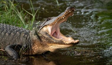 5 Most Alligator-Filled Swamps In Georgia