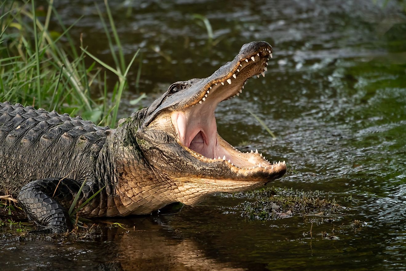 5 Most Alligator-Filled Swamps In Georgia