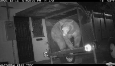 Biologists capture bear in Altadena – NBC Los Angeles