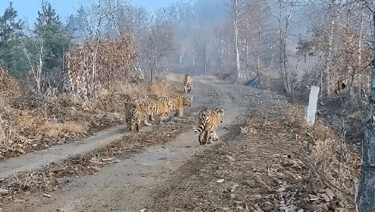 “6 Wild Tigers In One Frame”: First-Of-Its-Kind Footage Captures Amur Tiger Mother With 5 Cubs In China