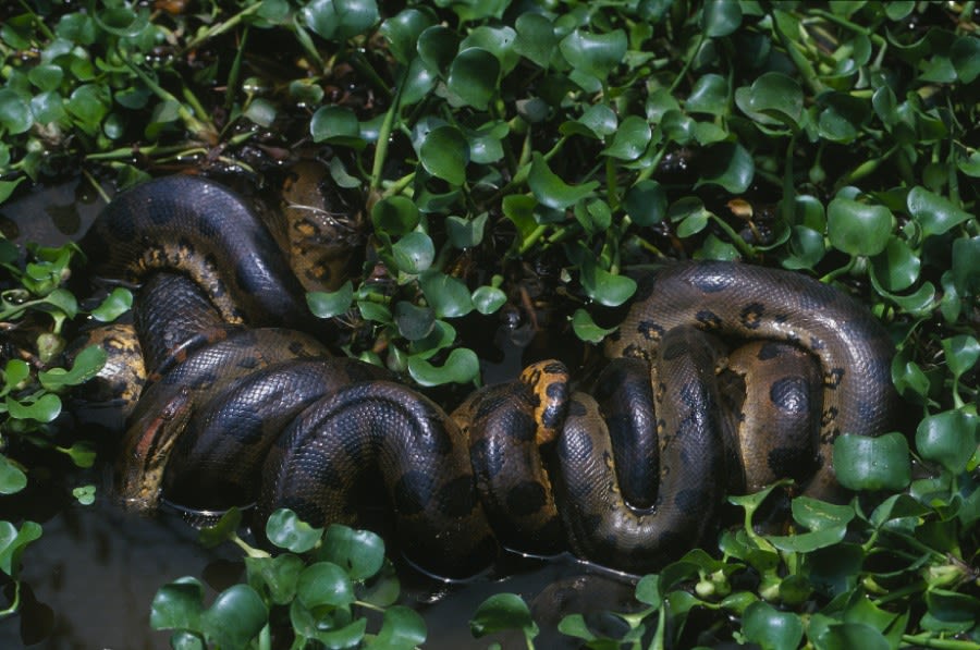 An overhead photo of two snakes intertwined on a background of deep green vegetation. 