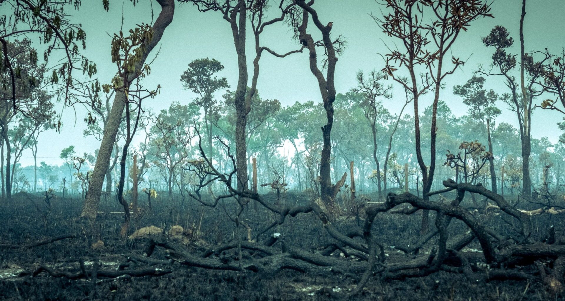 Amazon rainforest is transitioning to a 'hypertropical' climate — and trees won't survive that for long