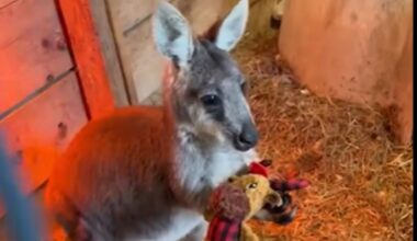 Friendly wallaby escapes farm, hops through Gloucester County