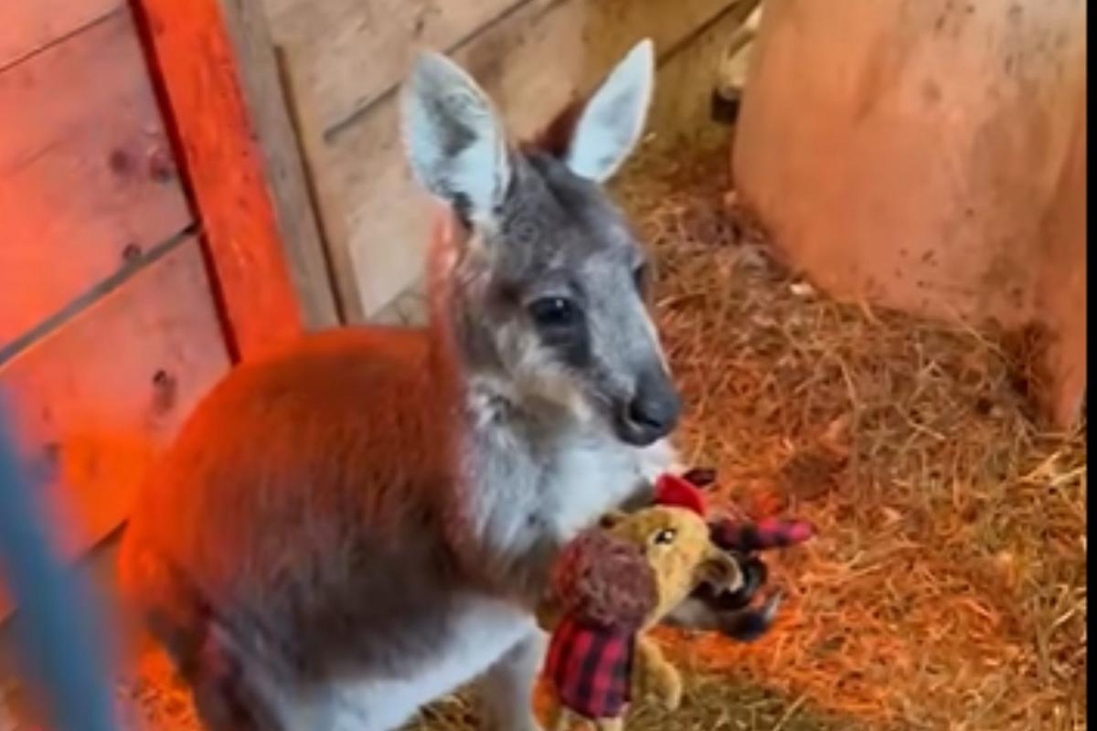 Friendly wallaby escapes farm, hops through Gloucester County