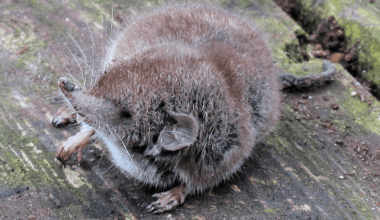 Officially Gone: After 40 Years MIA, The Christmas Island Shrew – Australia’s Only One – Has Been Declared "Extinct"